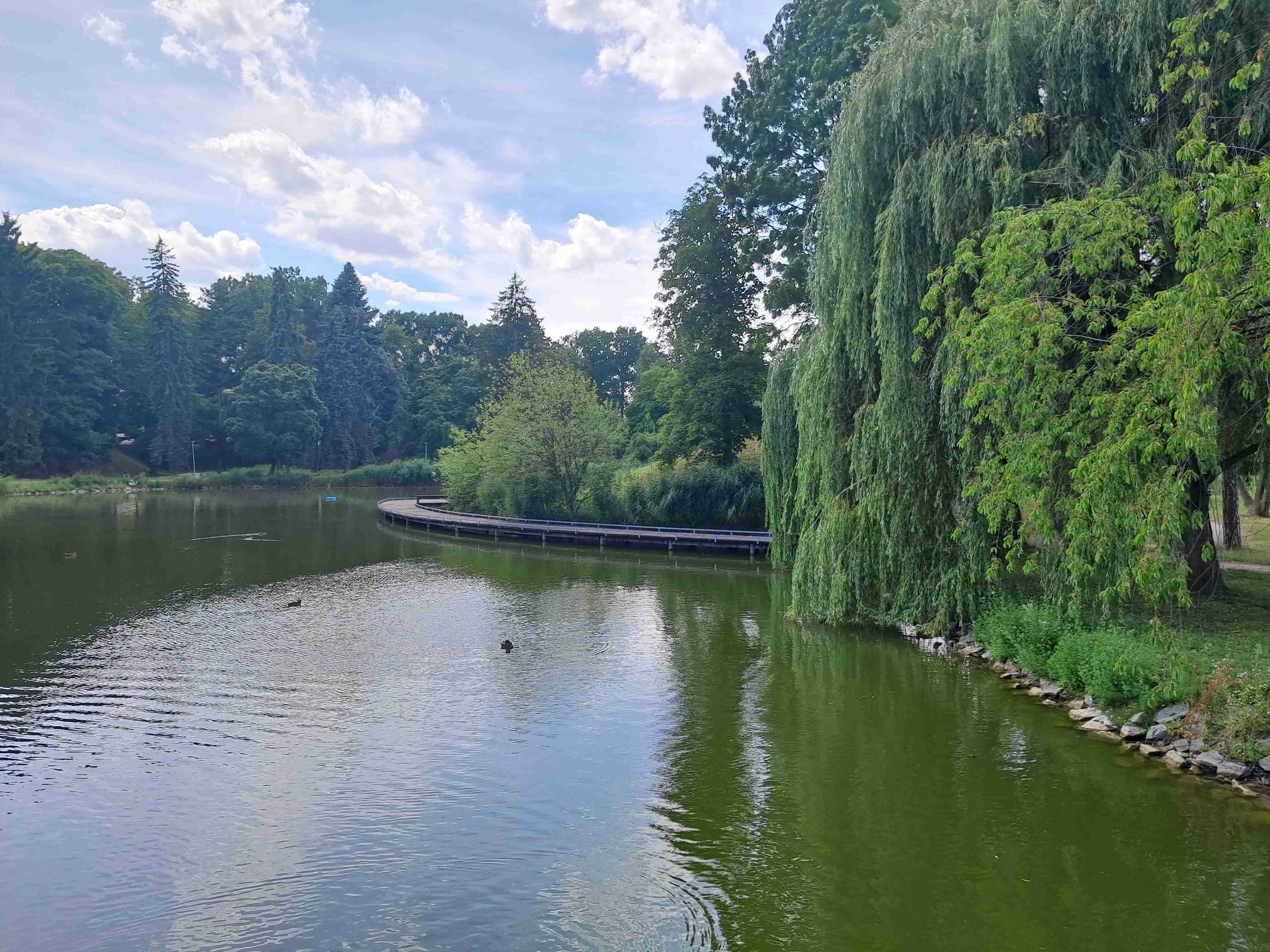 A medium size pond encircled by the trees